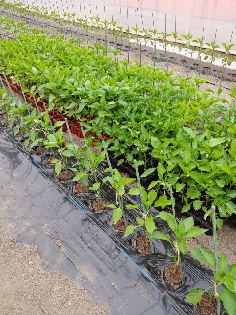 定植作業完了です