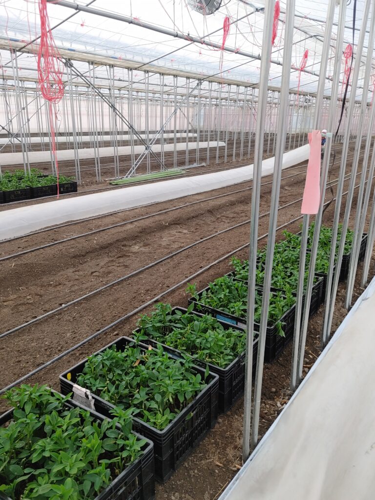 明日で定植終了